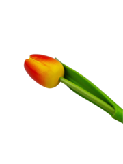  Wooden tulip yellow/orange 30cm
