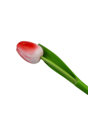  Wooden tulip red w/white on stem with leaf 30cm