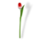 Strauß roter Tulpen (10, 20 oder 30 Stück)
