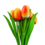 Strauß orangefarbener Tulpen r/w (10,20 oder 30 Stück)