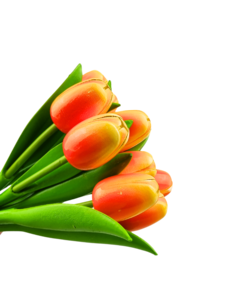  Bouquet of orange tulips r/w (10,20 or 30 pieces)