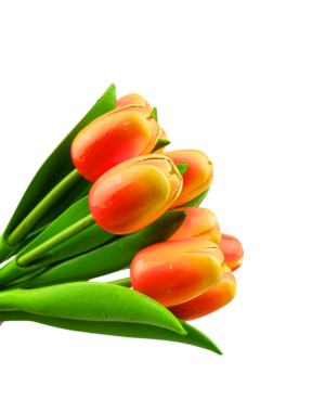 Strauß orangefarbener Tulpen r/w (10,20 oder 30 Stück)