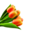 Strauß orangefarbener Tulpen r/w (10,20 oder 30 Stück)