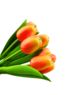  Bouquet of orange tulips r/w (10,20 or 30 pieces)