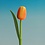 Boeket oranje tulpen r/w (10,20 of 30stuks)