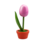 TRAA Tulp in pot