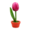 TRAA Tulp in pot