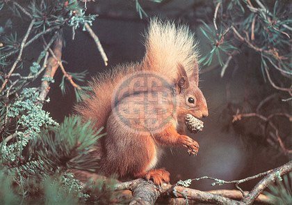 The House Of Puzzles Red Alert Puzzel 1000 Stukjes the house of puzzles kopen in de aanbieding