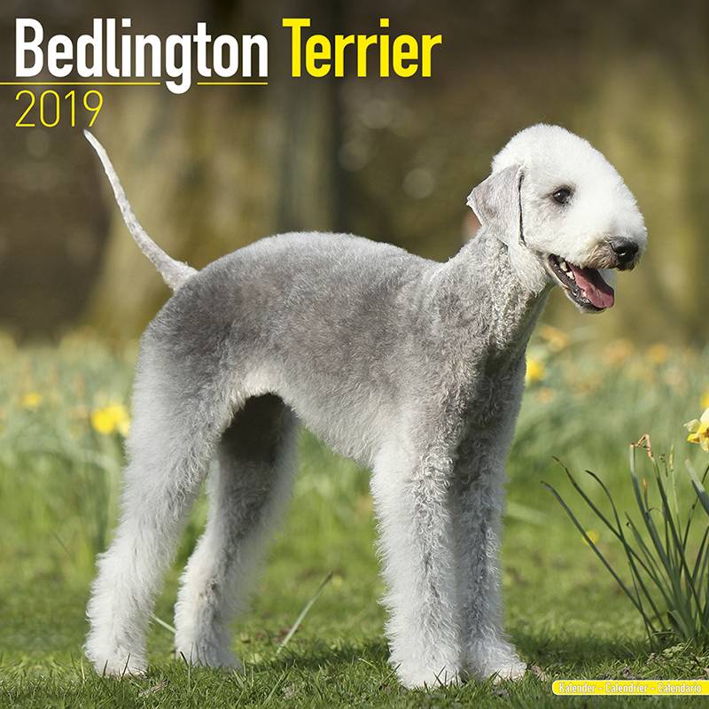Image of Bedlington Terrier Kalender 2019 Avonside 126254711