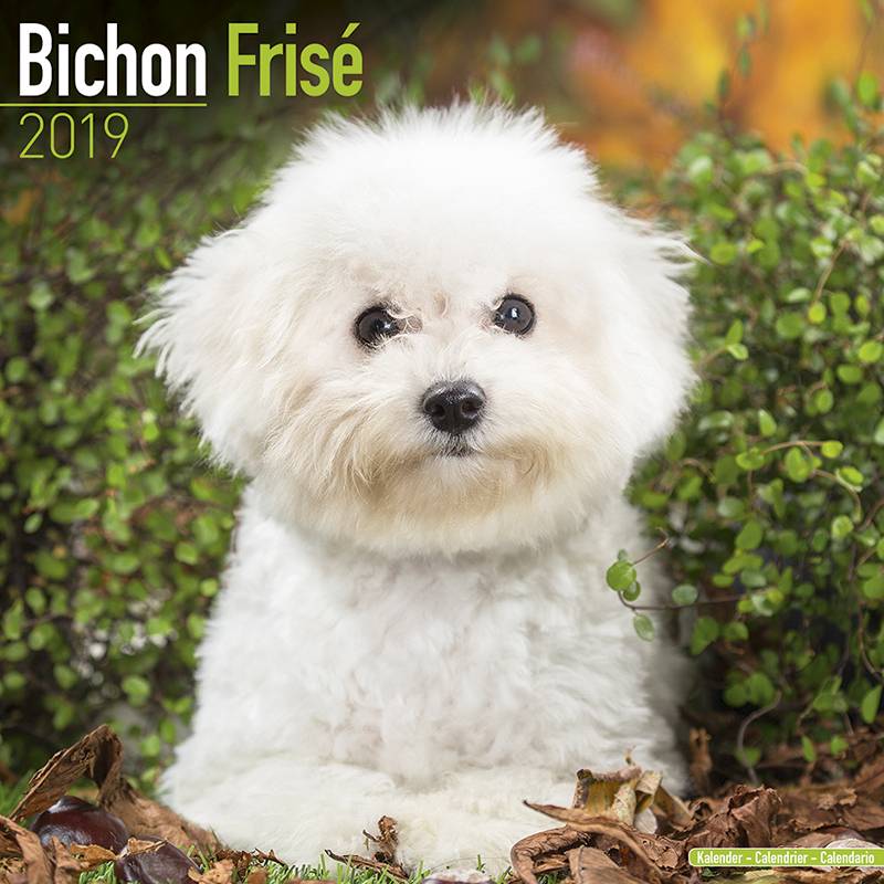 Image of Bichon Frise Kalender 2019 Avonside 49293996
