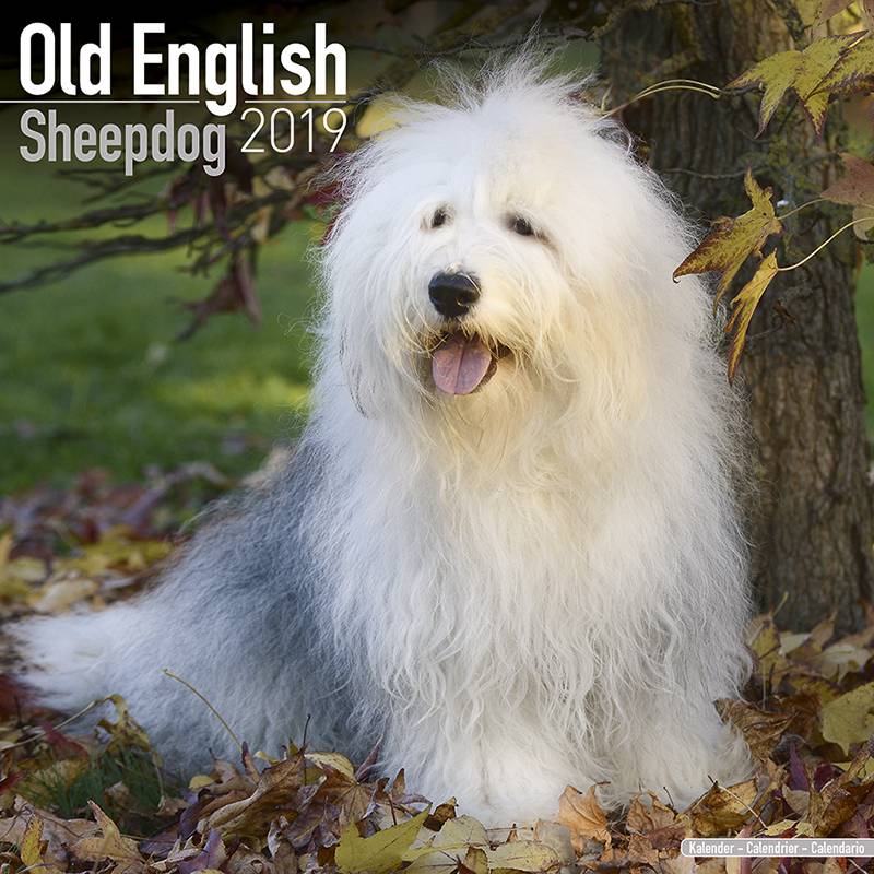 Bobtail Old English Sheepdog Kalender 2019 Avonside avonside kopen in de aanbieding Bobtail Old English Sheepdog Kalender 2019 Avonside avonside kopen in de aanbieding
