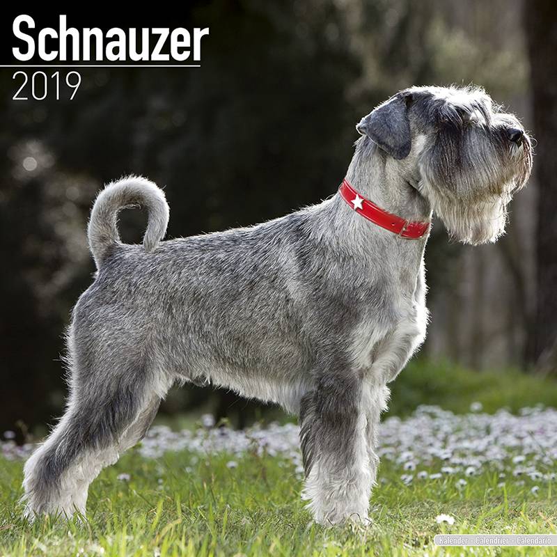 Schnauzer Kalender 2019 Avonside avonside kopen in de aanbieding