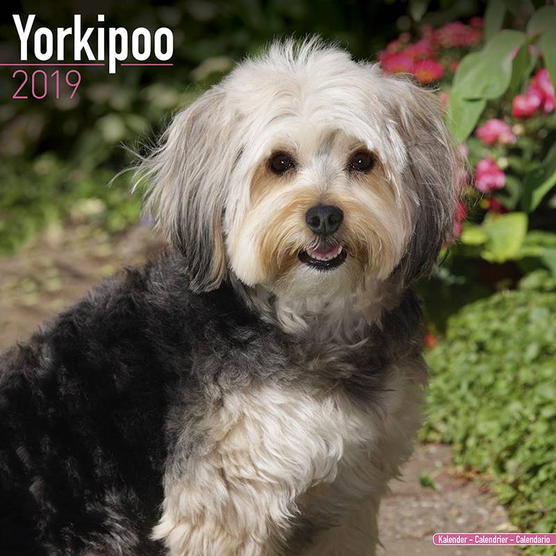 Avonside Yorkipoo Kalender 2019 avonside kopen in de aanbieding
