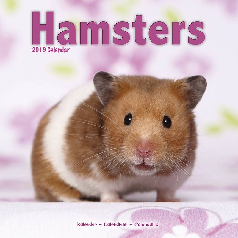 Hamster Kalender 2019 Avonside avonside kopen in de aanbieding