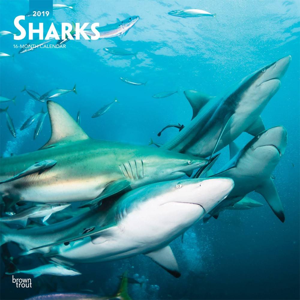 Haaien Kalender 2019 Browntrout browntrout kopen in de aanbieding