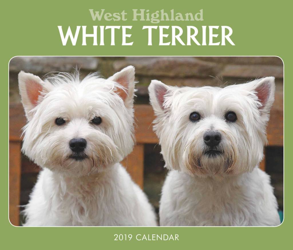 Image of West Highland White Terrier Kalender 2019 Boxed 141090653