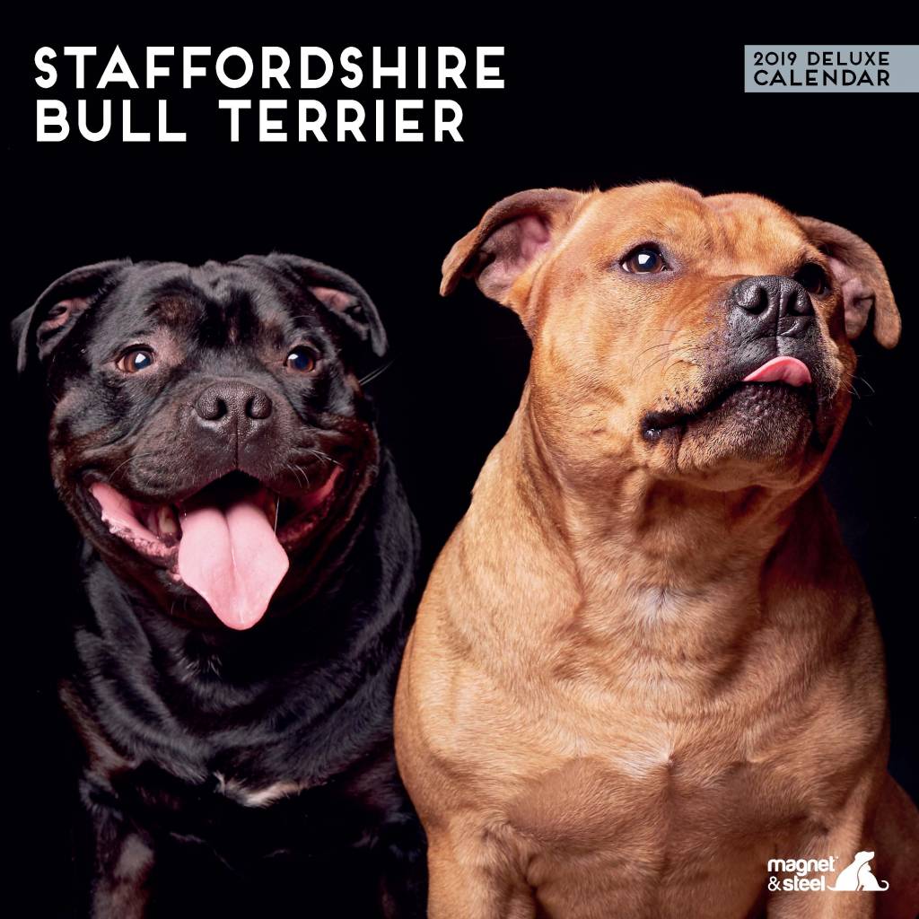 Magnet Steel Staffordshire Bull Terrier Kalender 2019 Deluxe magnet steel kopen in de aanbieding Magnet Steel Staffordshire Bull Terrier Kalender 2019 Deluxe magnet steel kopen in de aanbieding