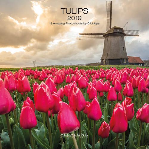 Image of Tulpen - Tulips Kalender 2019 143614244