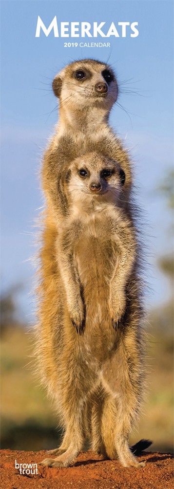 Browntrout Stokstaartjes Kalender 2019 Slimline browntrout kopen in de aanbieding