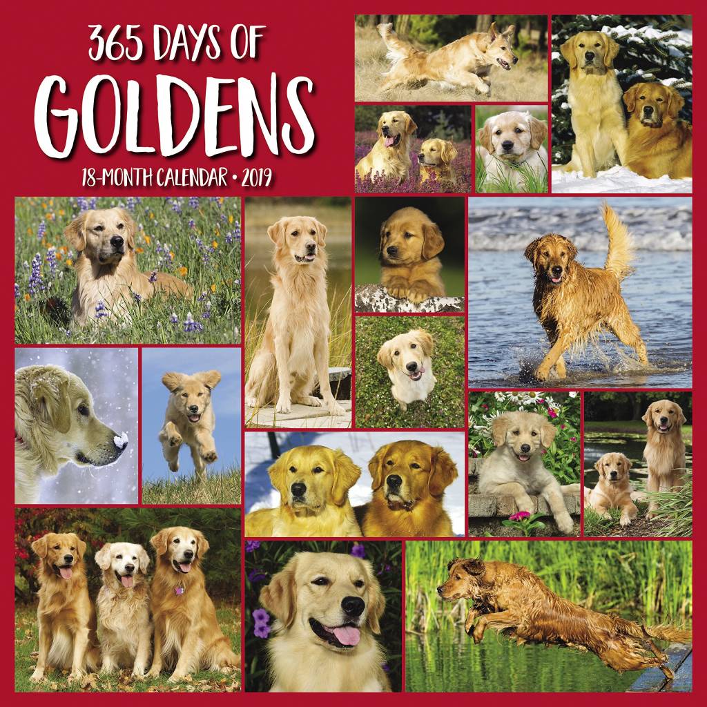 Willow Creek 365 Days Of Goldens Kalender 2019 willow creek kopen in de aanbieding Willow Creek 365 Days Of Goldens Kalender 2019 willow creek kopen in de aanbieding