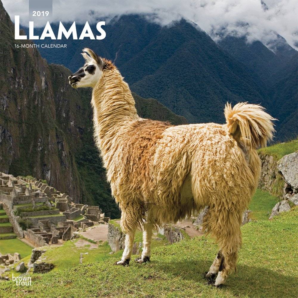 Browntrout Llamas Kalender 2019 browntrout kopen in de aanbieding