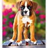 Helma Puppies 2022 Kalpa Wandkalender 24 x 33 cm Helma Puppies 2022 Kalpa Wandkalender 24 x 33 cm