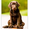 Helma Puppies 2022 Kalpa Wandkalender 24 x 33 cm Helma Puppies 2022 Kalpa Wandkalender 24 x 33 cm