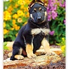 Helma Puppies 2022 Kalpa Wandkalender 24 x 33 cm Helma Puppies 2022 Kalpa Wandkalender 24 x 33 cm