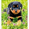 Helma Puppies 2022 Kalpa Wandkalender 24 x 33 cm Helma Puppies 2022 Kalpa Wandkalender 24 x 33 cm