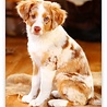Helma 365 Puppies 2022 Kalpa Wandkalender 24 x 33 cm Helma 365 Puppies 2022 Kalpa Wandkalender 24 x 33 cm