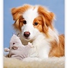 Helma 365 Puppies 2022 Kalpa Wandkalender 24 x 33 cm Helma 365 Puppies 2022 Kalpa Wandkalender 24 x 33 cm