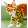 Helma Kalpa Wall Calendar 2022 Kittens Calendar 24 x 33 cm Helma Kalpa Wall Calendar 2022 Kittens Calendar 24 x 33 cm