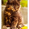 Helma Kalpa Wall Calendar 2022 Kittens Calendar 24 x 33 cm Helma Kalpa Wall Calendar 2022 Kittens Calendar 24 x 33 cm