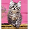 Helma Kalpa Wall Calendar 2022 Kittens Calendar 24 x 33 cm Helma Kalpa Wall Calendar 2022 Kittens Calendar 24 x 33 cm