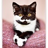Helma Kalpa Wall Calendar 2022 Kittens Calendar 24 x 33 cm Helma Kalpa Wall Calendar 2022 Kittens Calendar 24 x 33 cm
