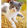 Helma Kalpa Wall Calendar 2022 Kittens Calendar 24 x 33 cm Helma Kalpa Wall Calendar 2022 Kittens Calendar 24 x 33 cm