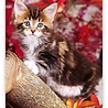 Helma Kalpa Wall Calendar 2022 Kittens Calendar 24 x 33 cm Helma Kalpa Wall Calendar 2022 Kittens Calendar 24 x 33 cm