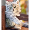 Helma Kalpa Wall Calendar 2022 Kittens Calendar 24 x 33 cm Helma Kalpa Wall Calendar 2022 Kittens Calendar 24 x 33 cm