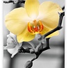 Helma 365 Kalpa Wall calendar 2022 Colour art 31.5 x 45 cm Helma 365 Kalpa Wall calendar 2022 Colour art 31.5 x 45 cm