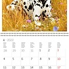 Helma 365 Kalpa Calendar 30 x 30 cm Dogs Helma 365 Kalpa Calendar 30 x 30 cm Dogs