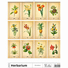 Helma 365 Kalpa Wall Calendar 2023 Herbarium 31.5 x 45 cm Helma 365 Kalpa Wall Calendar 2023 Herbarium 31.5 x 45 cm