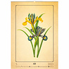 Helma 365 Kalpa Wandkalender 2023 Herbarium 31.5 x 45 cm Helma 365 Kalpa Wandkalender 2023 Herbarium 31.5 x 45 cm