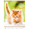 Helma 365 Kalpa Wall Calendar 2023 Kittens 24 x 33 cm Helma 365 Kalpa Wall Calendar 2023 Kittens 24 x 33 cm