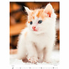 Helma 365 Kalpa Wandkalender 2023 Katjes 24 x 33 cm Helma 365 Kalpa Wandkalender 2023 Katjes 24 x 33 cm