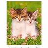 Helma 365 Kalpa Wandkalender 2023 Katjes 24 x 33 cm Helma 365 Kalpa Wandkalender 2023 Katjes 24 x 33 cm