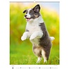 Helma 365 Kalpa Wall Calendar 2023 Puppies 24 x 33 cm Helma 365 Kalpa Wall Calendar 2023 Puppies 24 x 33 cm