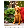 Helma 365 Kalpa Wall Calendar 2023 Puppies 24 x 33 cm Helma 365 Kalpa Wall Calendar 2023 Puppies 24 x 33 cm