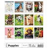Helma 365 Kalpa Wall Calendar 2023 Puppies 24 x 33 cm Helma 365 Kalpa Wall Calendar 2023 Puppies 24 x 33 cm