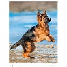 Helma 365 Kalpa Wall Calendar 2023 Puppies 24 x 33 cm Helma 365 Kalpa Wall Calendar 2023 Puppies 24 x 33 cm
