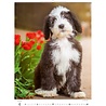 Helma 365 Kalpa Wall Calendar 2023 Puppies 24 x 33 cm Helma 365 Kalpa Wall Calendar 2023 Puppies 24 x 33 cm